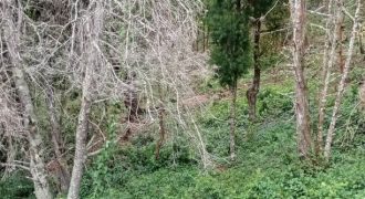 #10 Near Kurinji Temple – 4 Cents (3 km from Lake)