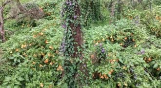 #18 MM Street – 12 Cents (2 km from Lake)